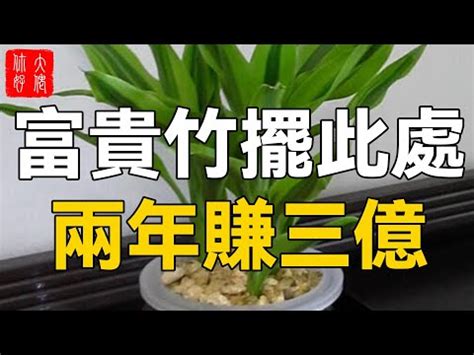 開運竹禁忌|【發財竹】看過來！貼心懶人包，新手也能輕鬆養出旺財招運發財。